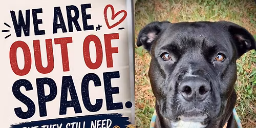 Operation Adopt!