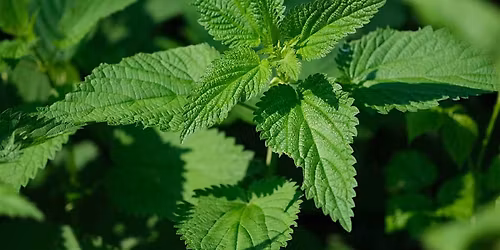 Local Herbs and Their Health Benefits