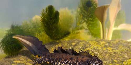 Amphibians on the Isle of Wight, "Time for Action, Time for Change"