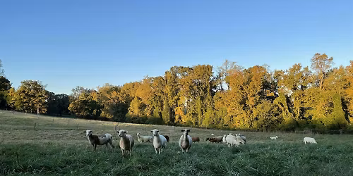 Fall 2025 Small Ruminant Field Day