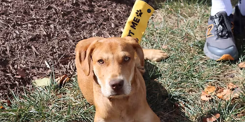 AFH DOG AND PUPPY ADOPTION EVENT