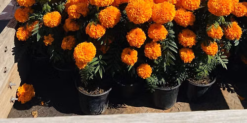 Dia de muertos