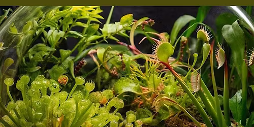Carnivorous Plant Workshops