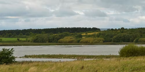 Discovering trees in winter