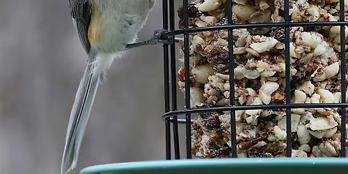 Counting Wings: The Joy of FeederWatch