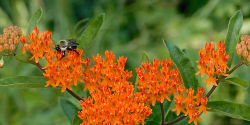 Supporting Wildlife with Trial Garden Top Performers: Asclepias (milkweed)