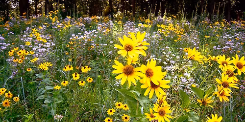 Bull Valley Garden Club Annual Plant Sale