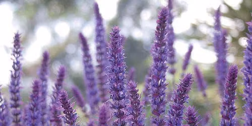 Spring Prep for a Spectacular Summer Perennial Garden