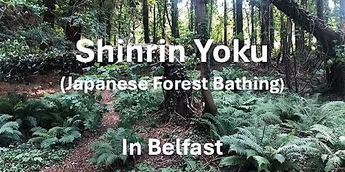 Forest Bathing at Minnowburn, Belfast