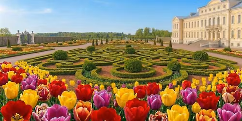 Tulpi\u0173 \u017eied\u0173 rojus Rundal\u0117je ir romanti\u0161koji Bausk\u0117 2026.05.09 GARANTUOTA. LIKO 7 VIETOS