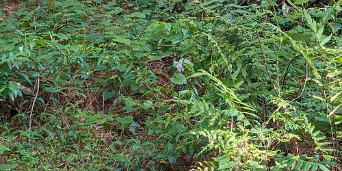 Fuego de Mayo 2026 : CONNECTION