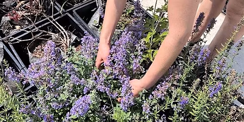 Volunteer with Cultivate the City