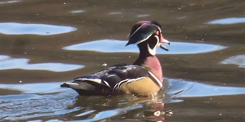 Van Cortlandt Nature Group Walk.