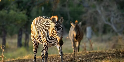 Ranch Hand for a Day: Fredericksburg Exotic Game Farm Experience!