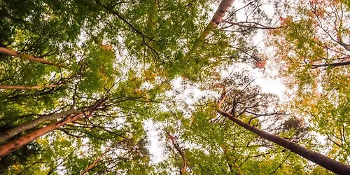 Forest Bathing - 6th May 26