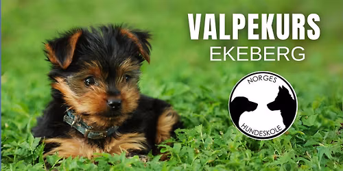 Valpekurs hund - Ekeberg (Oslo)