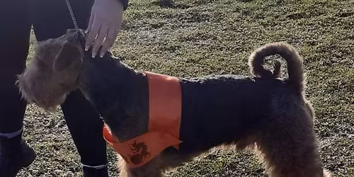 \ud83d\udc15 SUNDAY 26TH OCTOBER \ud83d\udc15 FUN DOG SHOW \ud83d\udc15Yo89lb