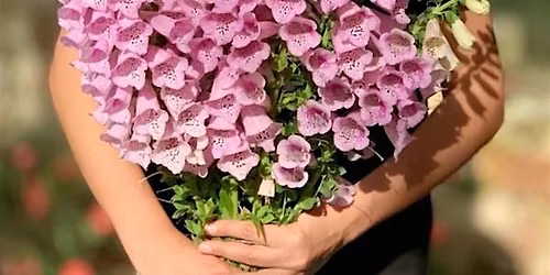 How to Grow Cool Season Flowers in Central Florida