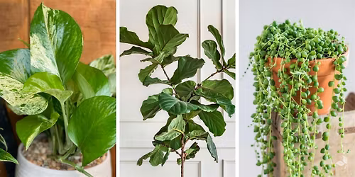 Houseplant Repotting Demo