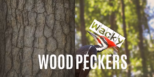 Wacky Woodpeckers