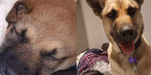 LOGAN LAKE PAWDICURES