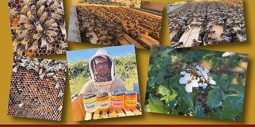 Mielodia\ud83c\udf6f