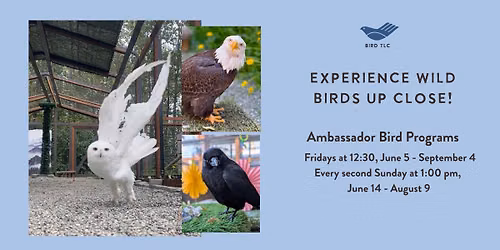 Ambassador Bird Programs: Experience Wild Birds Up Close!