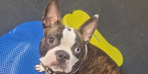 Canine Conditioning FITNESS 1