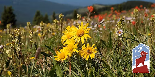 Alpine Wildflowers of Rocky Mountain National Park