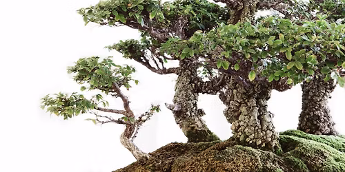 Kofu Kai Annual Bonsai Display 2025