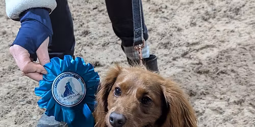 November Steeple chase competition