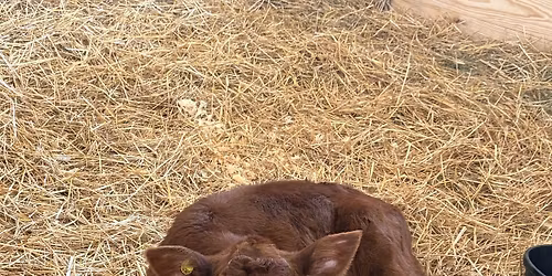 Volunteer Orientation