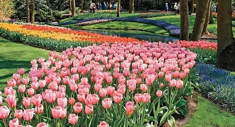 Tulip Time River Cruise