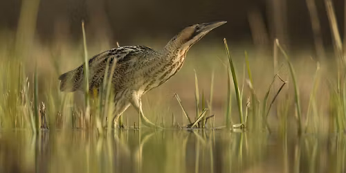 Birds and a Brew, Success Stories - Nature Discovery Centre, Friday 24 October