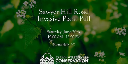 Sawyer Hill Road Invasive Pull