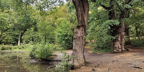 Discover Trees in Epping Forest (Highams Park) - Guided Walk