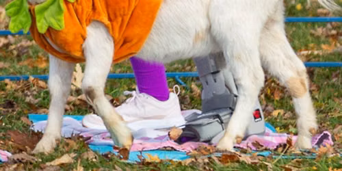 Goat Yoga Pumpkin Patch & Pumpkin Spice Lattes