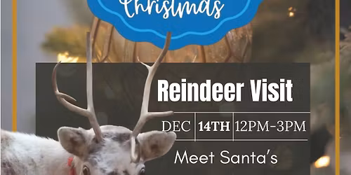 Reindeer visit