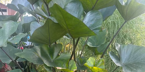 Pop up event at Vincennes farmers market 