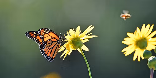 Nature Play Day: Bugs  