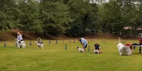 AKC B-Match Conformation, Obedience, Rally