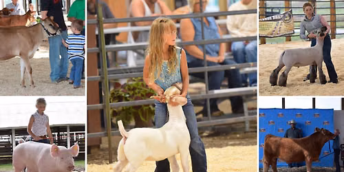 Sioux Empire Fair Open Class Livestock Shows