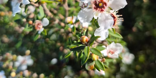 Introduction to Bach Flower Essences Evening Classes - 6 weeks