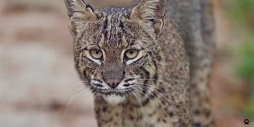 Cat Tales: Florida's Native Felines