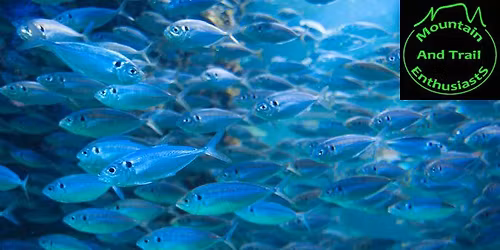 MATES presents The Pilchards