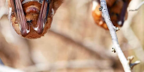Nature Explorers: BOOtiful Bats