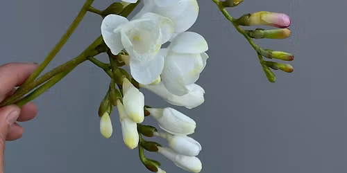 Wafer Paper Flowers Masterclass London