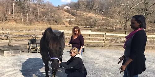 Animal Reiki Practitioner Training