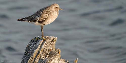 OPAS Field Trip: Dungeness Bay\u2014Early August Shorebirds, Gulls, and Waterfowl