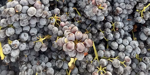 C\u00f4t\u00e9 Nicault & Cayuse post harvest celebration